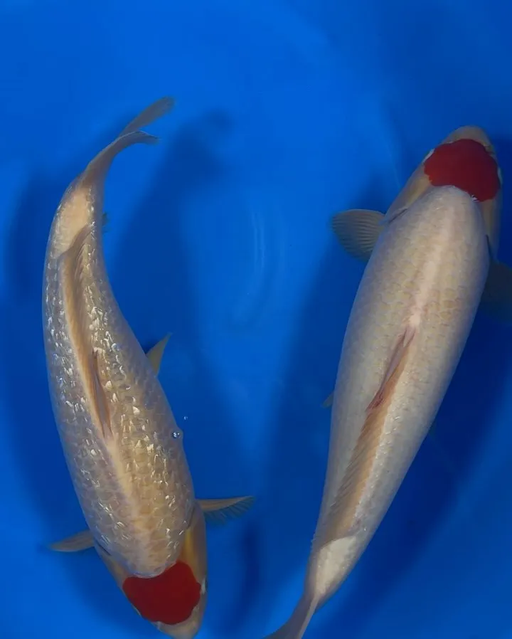 追い星あるんだけど、腹も柔らかくてメスみたい💦