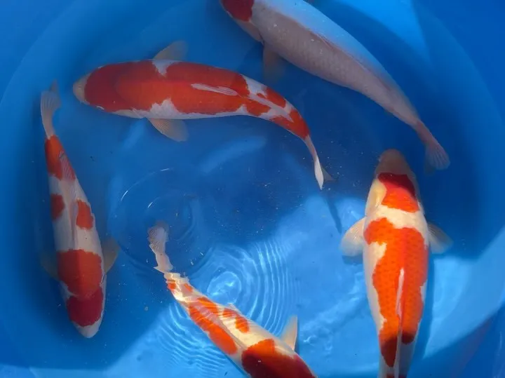 闘いが始まった❗️