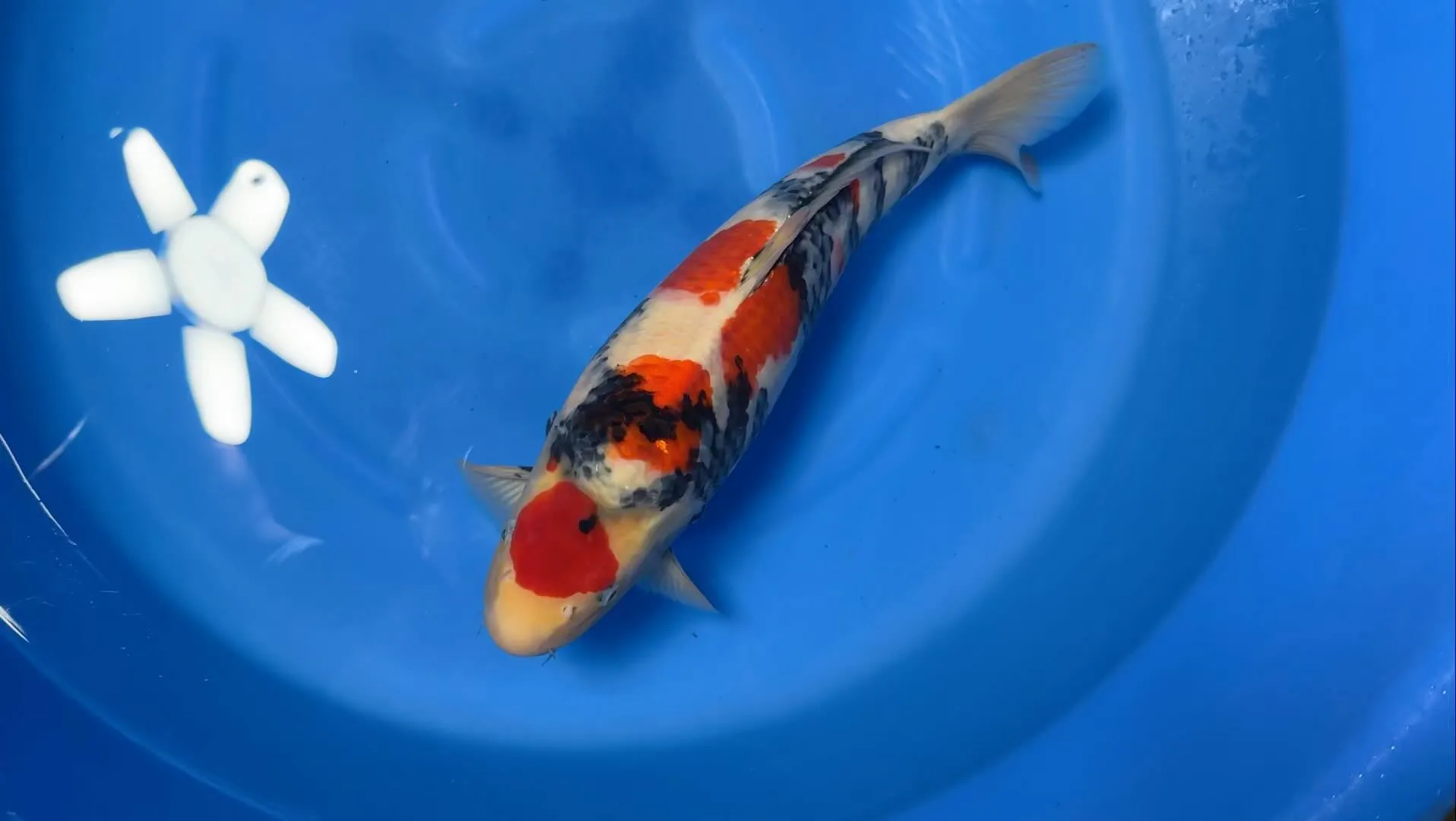 Sakamaki showa 48cm male.