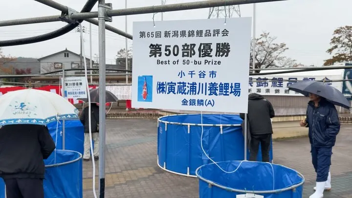 第65回新潟県錦鯉品評会にて、弊社販売、取扱いの鯉が重賞を獲...