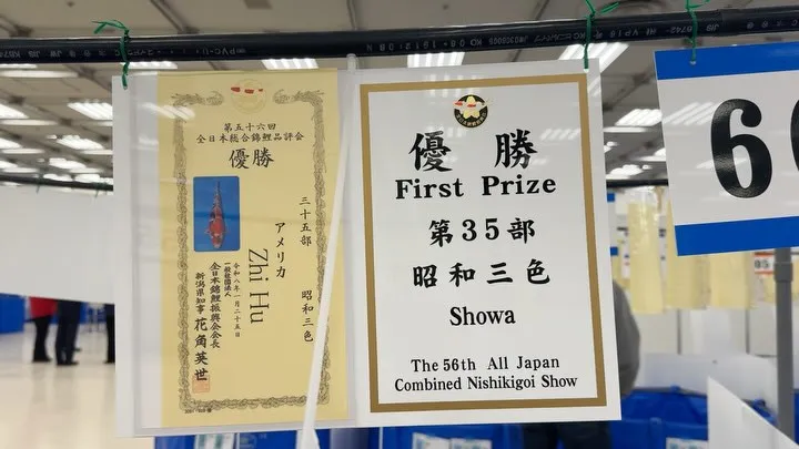 全日本錦鯉品評会にて弊社出品鯉が多くの賞に輝きました❗️