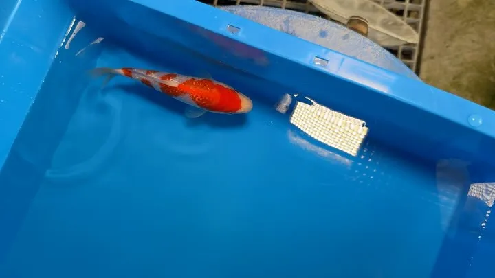 スペシャルな当歳仕入れました❗️