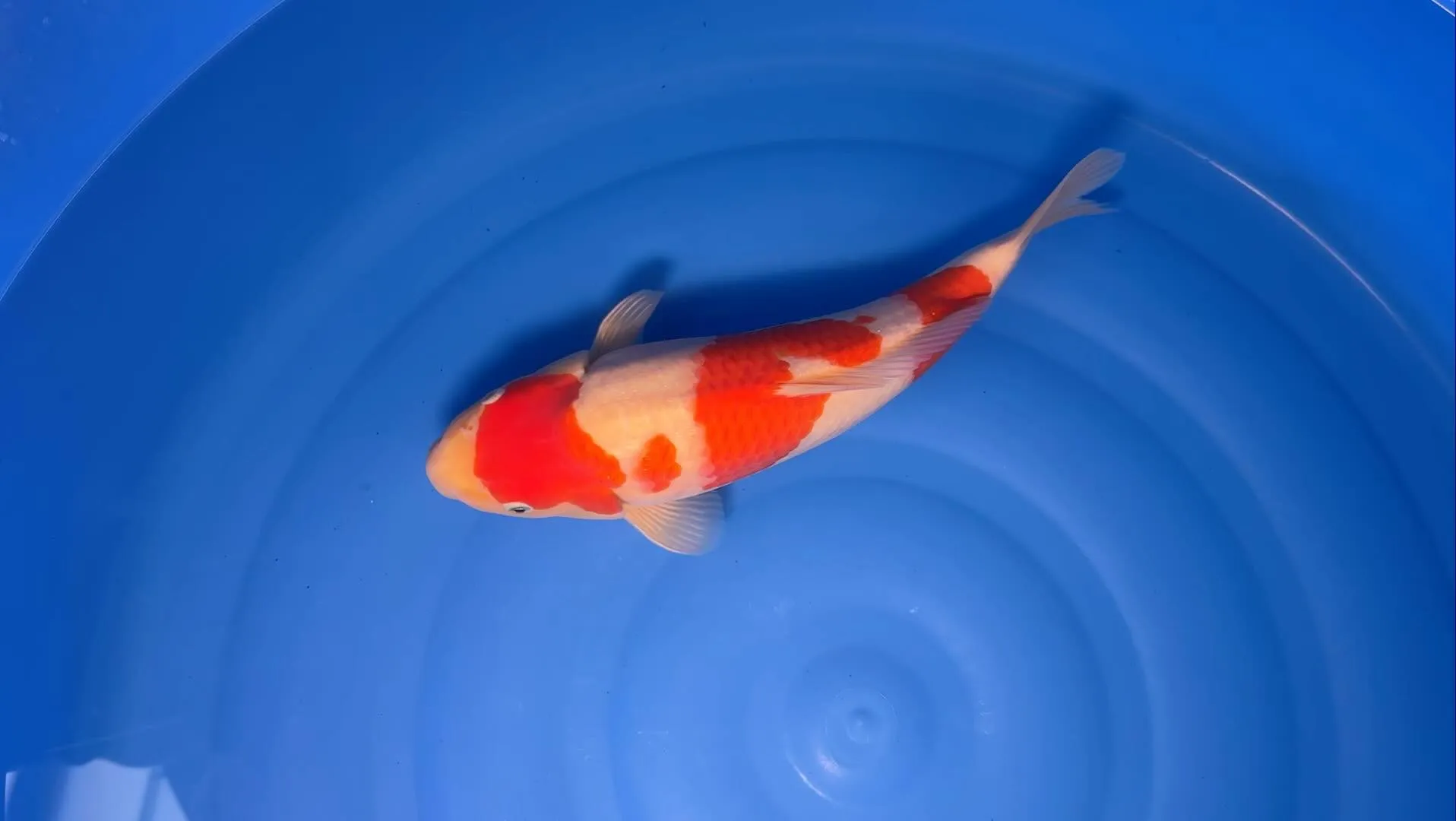 1本だけ伊佐紅白買えた💦