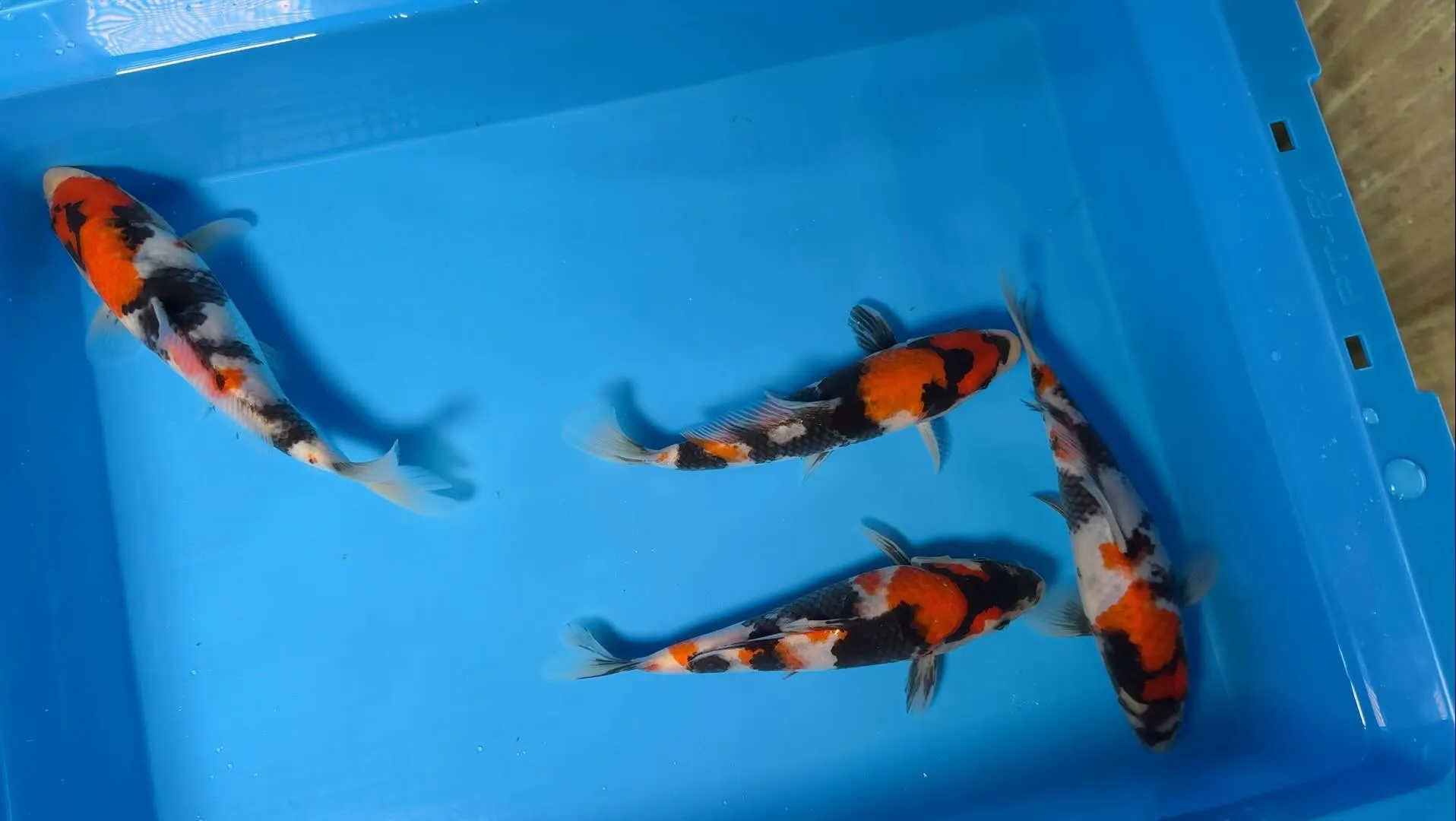 隠してた昭和だけど、ちょっとアップしてみます💦