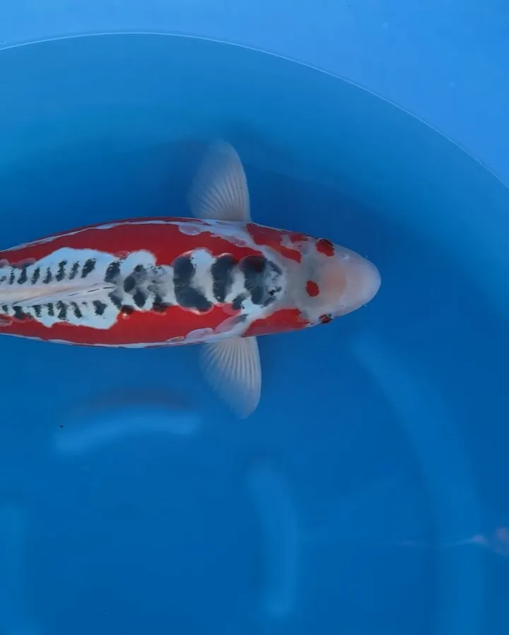 タイプの違う秋翠2歳メス50cm+-