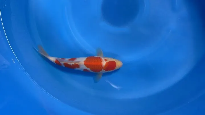 最近、仕入れが多くて金欠です💦