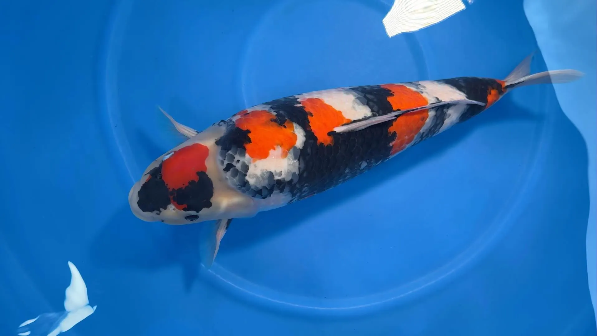 斎藤養鯉場3歳メス66cm