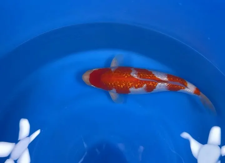 スペシャルな鯉を仕入れる事ができました💦