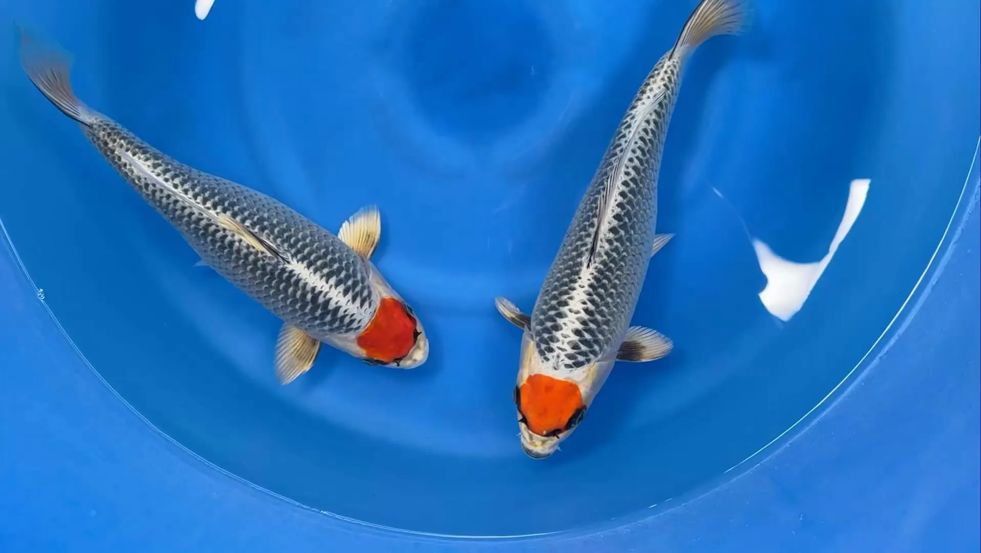 ナイスボディの丹頂孔雀メスです❗️