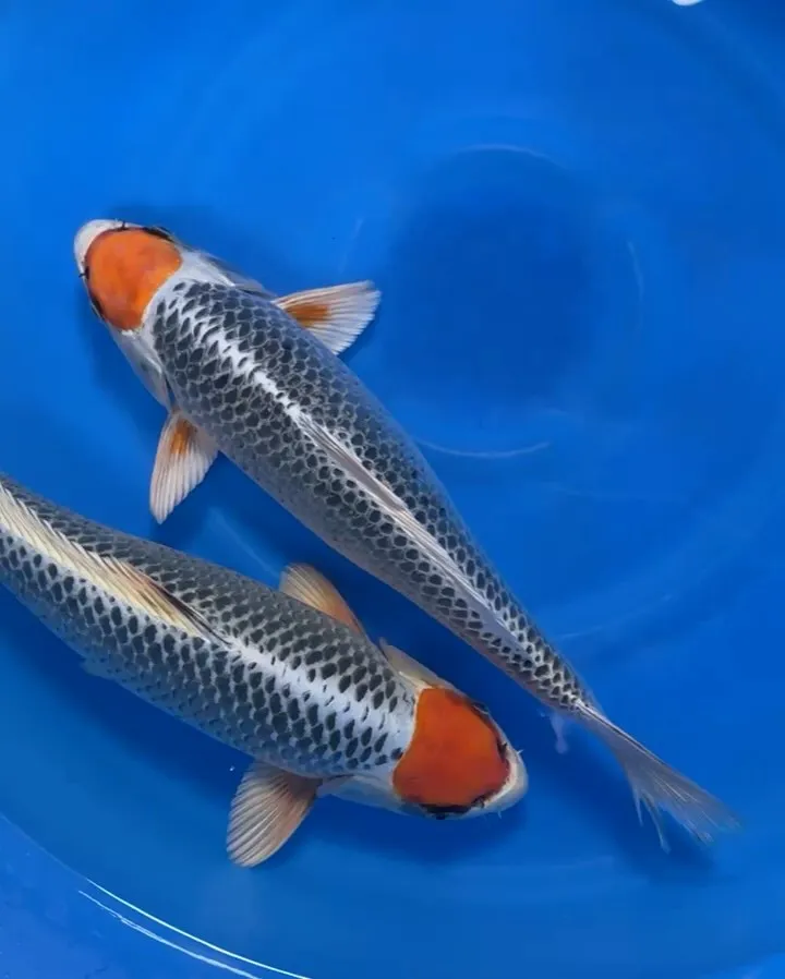 明け２歳の丹頂孔雀❗️