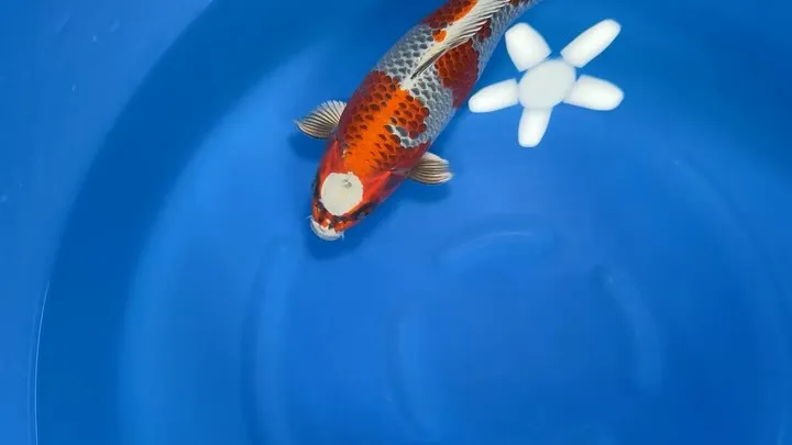 孔雀ー❗️