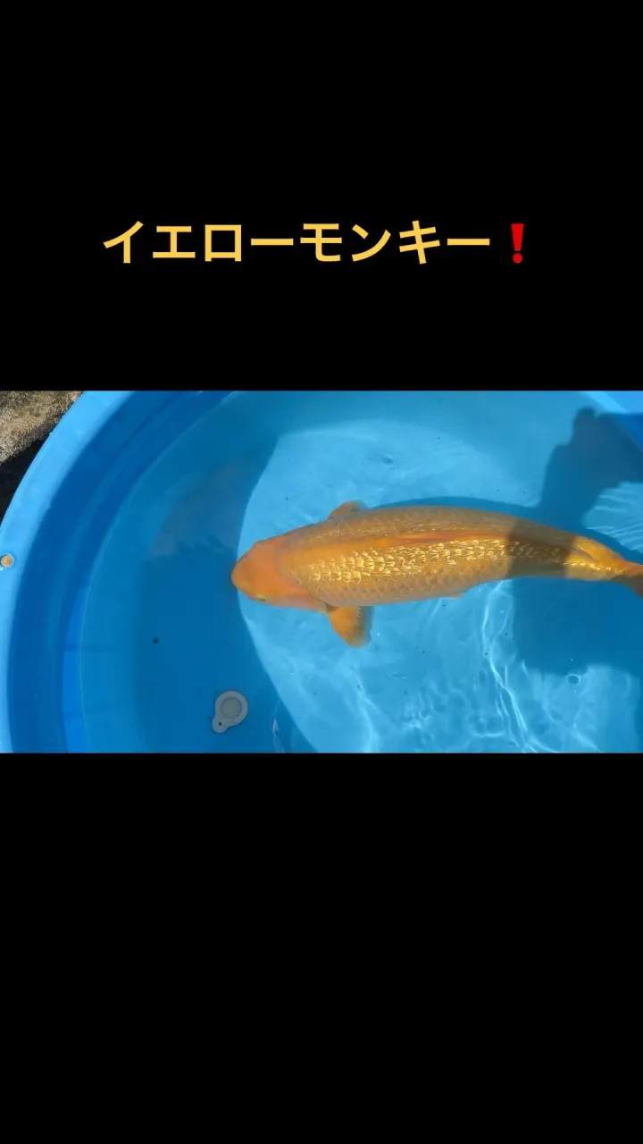 2歳メス57cm❗️