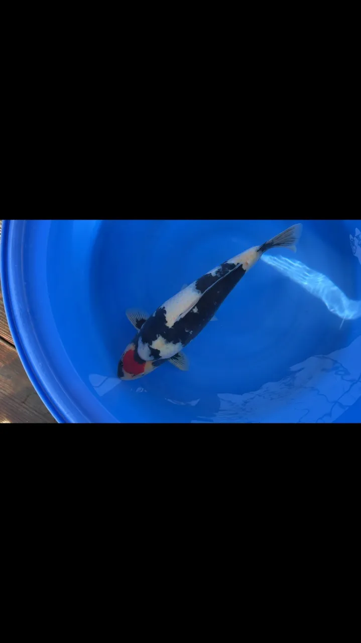 スペシャルな丹頂昭和❗️